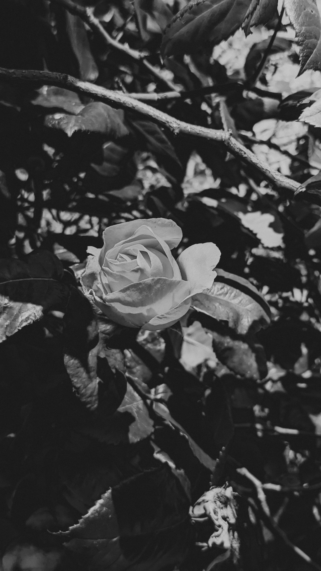 A rose does not lose its beauty because it grew amidst&nbsp;thorns.